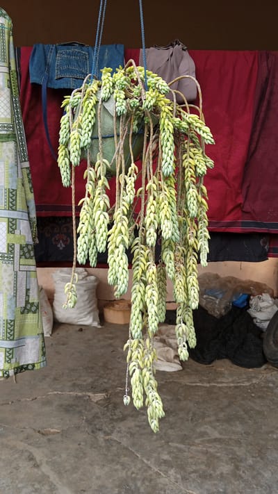 A hanging succulent plant, likely a Burro's Tail (Sedum morganianum), is the primary focus in this outdoor scene. The plant has long, trailing stems covered in fleshy, pale green, tear-drop shaped leaves. It is suspended in a greenish-gray pot by three blue ropes. Behind the plant, a deep red curtain or fabric is draped, with a section of denim clothing hanging on the left side, and a brown, possibly canvas bag to the right of the denim. Further to the right, more draped fabric and bags are visible. In the foreground, a concrete floor shows cracks and some debris. The overall impression is of an unkempt, outdoor storage or living area. The location of Cotjat, Indonesia, is specified as part of the context for this image.
