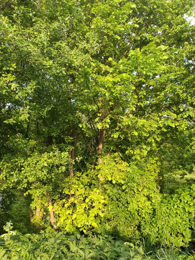 The image is an outdoor, vertical, medium shot of a dense, leafy trees and vegetation. The foliage is predominantly green with some areas of yellowing leaves, suggesting late summer or early autumn. The trees are full of leaves and branches, obscuring much of the background. The lighting indicates it is daytime, with sunlight filtering through the leaves, creating highlights and shadows. The scene appears to be a natural or semi-natural area, likely a park or a wooded section within or on the outskirts of Ivankiv, Ukraine. There are no people or animals visible in the image. The foreground is filled with lower-lying green plants and some tall grasses.