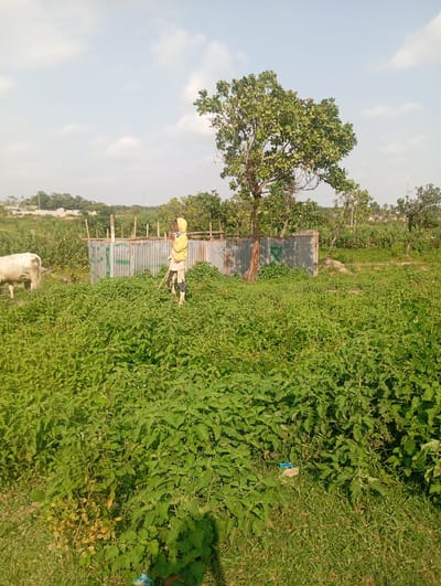 A pale cow stands in lush green foliage to the left of a person in a yellow hooded garment. The person is facing away from the camera and holding a stick, with a portion of a corrugated metal fence behind them and a solitary tree above the fence. The background consists of more greenery, some distant buildings, and a hazy sky with scattered clouds.
