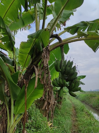 The image displays a lush, rural scene in Wonoayu, Indonesia, primarily featuring banana plants under an overcast sky. In the foreground and midground, multiple banana trees are visible with their characteristic large, green leaves. Some dried, brown leaves also cling to the stalks and lie beneath the vibrant foliage. A significant cluster of unripe, green bananas hangs from a tree on the right side of the frame, indicating an active banana crop. The sky, seen through and above the tree canopy, is light grey and cloudy, suggesting a diffused light situation or an overcast day.
Extending into the background on the right, a narrow waterway, likely a canal or irrigation ditch, cuts through the landscape. Its banks are covered in abundant green grass and other vegetation, leading the eye deeper into the scene. No people or specific activities are depicted, giving the image a serene and natural ambiance. There is no visible text. The overall impression is one of fertile agricultural land in a tropical setting.