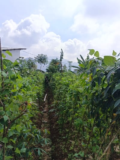 A narrow dirt path cuts through a lush, green garden. Dense foliage lines both sides of the path, displaying beanstalks and cassava. A white plastic pipe rests on the ground within the path. In the background, trees and distant mountains are visible under a cloudy sky. A partial view of a white structure sits to the left. The garden appears to be thriving with diverse plant life.