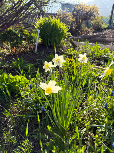 The image captures a close-up view of a garden bed filled with blooming white daffodils and small blue flowers, likely grape hyacinths, in Termal'nyy, Russia. The daffodils, with their distinctive yellow centers, are the prominent subjects, with several in various stages of bloom. Long, green, grass-like leaves surround the flowers. In the background, a dense, bright green shrub is visible, catching the sunlight. To the left, a bare tree with delicate branches and new spring growth is seen, interspersed with other green foliage. The scene is bathed in warm, golden sunlight, suggesting it is either early morning or late afternoon. The bright sunlight and the blooming flowers create a cheerful and serene atmosphere, indicative of spring. The overall setting is a natural outdoor environment, a garden. There is no visible text in the image.