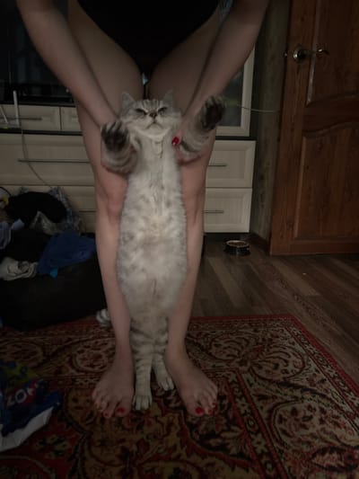 A person, whose legs are visible from the knees down, is holding a light grey and white cat. The cat is lying on its back, held between the person's legs. The person's feet are bare and their toenails are painted red. The scene takes place indoors, on a wooden floor partially covered by a patterned rug. Behind the person and cat, there are white cabinets and a wooden cabinet. A dark pile of clothes is visible near the bottom of the frame. The lighting suggests it could be daytime, but the indoor setting and absence of windows make it difficult to determine the exact time of day or weather conditions. The overall mood appears relaxed and comfortable, with the person cradling the cat. No text is visible in the image.