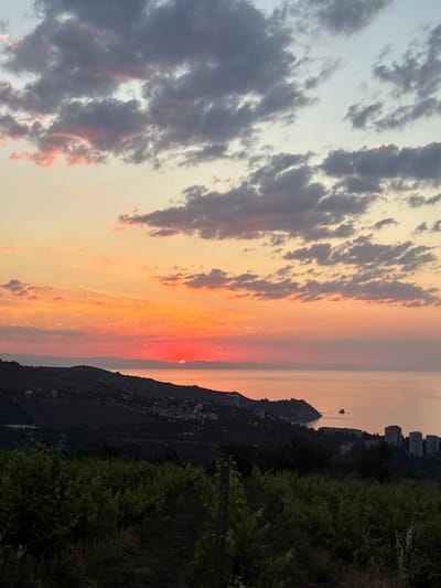This is a high-angle, full-shot photograph taken from a vineyard overlooking the sea at sunset, likely in the vicinity of Gurzufsky village council, Ukraine. The sky is dominated by a gradient of warm colors, ranging from deep orange and pink near the horizon to lighter yellow and pale blue higher up. Scattered, dark gray clouds are illuminated by the setting sun, with some edges tinged with pink. The sun itself is visible as a bright red disc just above the horizon, partially obscured by a distant, dark mountain range.
Below the sky, a body of water, presumably the sea, reflects the warm hues of the sunset. The coastline features undulating hills covered in dark vegetation, transitioning into a more developed area with buildings. The buildings appear to be a mix of residential structures and some taller, modern buildings clustered together on a hill overlooking the sea. The foreground of the image is filled with the dark silhouette of a vineyard, with lush green leaves and visible trellises. The overall impression is one of a serene, natural landscape at dusk, with signs of human habitation in the distance.