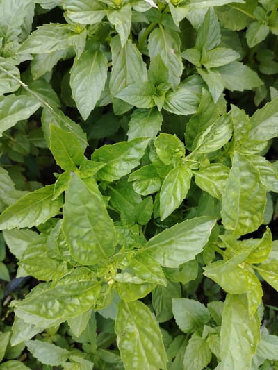 The image shows a close-up, overhead view of lush green basil plants. The leaves are vibrant and varied in size and shape, with some showing serrated edges. The plants are densely packed, creating a textured canopy. The lighting suggests it is daytime, and the focus is entirely on the foliage, with no visible background details that would indicate a specific location or environment. There are no people or animals present in the image. The image is a detailed shot of a plant, not a scene within the city of Shaki, Azerbaijan.