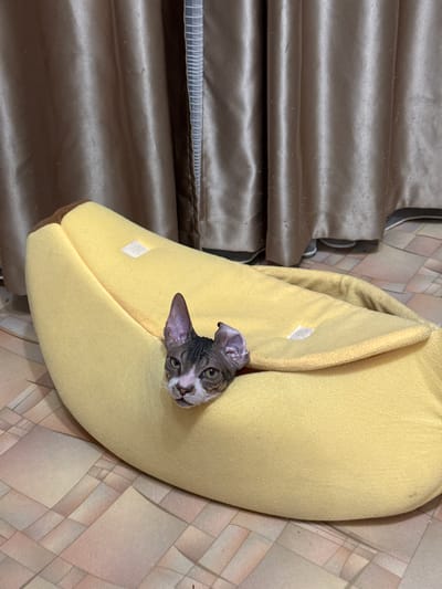 A sphynx cat with grey and white fur peeks its head out of a yellow banana-shaped bed. The bed is plush and soft, with a brown trim at the opening. The cat has large, expressive eyes and prominent ears. It appears curious and alert, looking directly at the camera.
The background consists of a tiled floor with a pattern of squares and rectangles in muted earthy tones. To the left of the cat bed, there is a draped fabric with horizontal pleats, likely part of a curtain or furniture. The overall setting is indoors, with warm lighting that creates a cozy atmosphere. There is no visible text in the image.
The image appears to be taken in a residential setting within the closed administrative-territorial formation "Mezhgorye," Russia. The time of day is not specified, but the lighting suggests it could be daytime or a well-lit indoor space. The cat's expression conveys a sense of playful curiosity, as if it's emerging from its hiding spot.