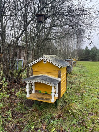 This image captures an apiary located in Petriškė, Lithuania. The foreground features a decorative, brightly painted yellow beehive, adorned with white, scalloped trim along its dark-colored roof edge and supported by four white turned posts creating a small porch. This beehive rests on a green base above ground level. To the right, a row of similar beehives, varying slightly in color and design, extends into the mid-ground, positioned along the edge of a grassy field.
On the left side of the image, the ground is covered with fallen brown leaves and sparse green undergrowth. Behind the beehives, a dense thicket of bare deciduous trees with thin branches dominates the mid-ground. A small, dark-colored wooden birdhouse or nesting box is visible high up in the branches of one of these trees. Further into the background, a line of slender deciduous trees with light-colored bark runs horizontally, separating the grassy field from a denser stand of dark green conifer trees. The sky is overcast and grey, indicating a dull, possibly cool day. No people or animals are visible, and no actions or interactions are depicted.