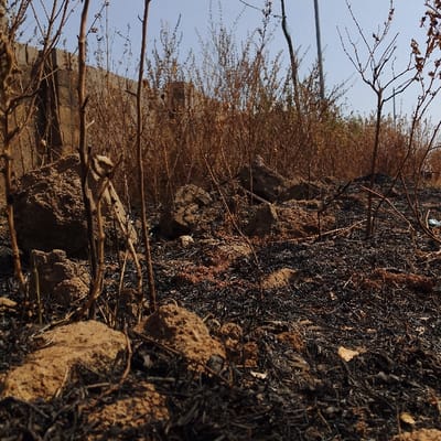 This image depicts an outdoor, undeveloped area in Sámara, Costa Rica, characterized by dry, post-burn ground cover. The foreground displays dark, charred organic material and scattered clumps of light brown soil. Several thin, bare, dried plant stems protrude from the ground. In the midground, larger aggregates of light brown earth and rocks are present, surrounded by dense, dehydrated, light brown vegetation composed of numerous leafless stems and branches. A light-colored concrete or stone wall is partially visible in the left background, obscured by the vegetation. The sky above is clear and light blue. No human figures, animals, or active interactions are observed. The environment appears dry and exposed under bright daylight conditions.