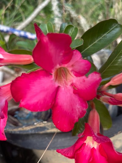 This is a close-up, eye-level shot of a bright pink Adenium flower, commonly known as Desert Rose, in Meunasahmeucap, Indonesia. The flower is in full bloom, with its petals slightly curled and ruffled. The center of the flower is a lighter shade of pink and appears to have some fine hairs. Several other buds and smaller flowers are visible in the background, some still tightly closed. The leaves of the plant are a deep, glossy green, with visible veins. The background is out of focus, showing greenery and what appears to be the edge of a dark pot. The lighting suggests it is daytime, with soft, natural light illuminating the flower.