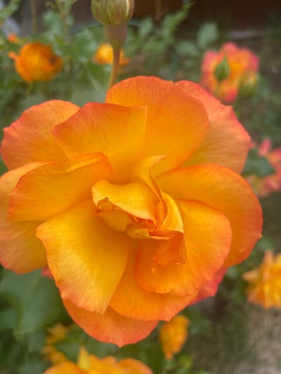 The image is a close-up, high-angle shot of a vibrant orange and yellow rose in full bloom. The rose's petals are layered and delicate, with a gradient of color from deep orange at the edges to a bright yellow in the center. The background is softly blurred, showing hints of other orange roses and green foliage, suggesting a garden setting. A tiny insect is visible on one of the central petals. The image is taken outdoors, likely in a temperate climate, given the presence of blooming roses. There is no indication of any specific location in Aropakkuzi, Russia, as the image lacks any identifying landmarks or contextual elements. The scene is tranquil and focused on the natural beauty of the flower.