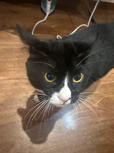 The image shows a black and white cat with yellow eyes looking up at the camera. The cat is on a wooden floor. A white cord is visible in the background, attached to a small electronic device with a purple base. The cat's shadow is cast on the floor. There are no people in the image. The location in the city of Kuril'sk, Russia, is not determinable from the visual information provided.