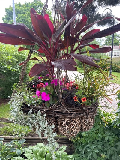 This is a close-up, vertical-oriented photograph of a decorative hanging planter filled with a variety of plants. The planter itself appears to be made of woven branches, with three spherical woven decorative elements attached to its side.
The plants within the planter include large, deep red, lance-shaped leaves of what appears to be a Cordyline variety, spilling out from the left side of the arrangement. Interspersed are smaller, delicate pink and vibrant fuchsia impatiens flowers. A succulent with numerous thin, green stems and small red tips, possibly a Pencil Cactus or Rhipsalis, occupies the upper portion of the planter. Cascading over the edge on the right is a trailing plant with small, silvery-green leaves and delicate stems. In the background, lush green foliage and the top of a white building with a grid-like window structure are visible.
The scene is outdoors, and the lighting suggests it is daytime, possibly overcast given the soft illumination. The presence of the building in the background, along with the type of foliage, suggests a temperate climate, consistent with a location like Mount Royal, Canada. No people are visible, and the overall mood is serene and naturalistic. There is no visible text in the image.