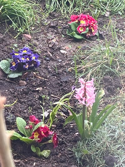 This image depicts a cultivated garden bed in Petarnitsa, Bulgaria. The ground consists of dark, moist soil interspersed with patches of green grass and sporadic small weeds. Four distinct clusters of flowering plants are visible. In the upper right quadrant, a vibrant pink-red primrose with yellow centers is established. To its left and slightly lower, a cluster of deep purple-blue primroses with yellow centers is present. In the lower right, a pink hyacinth is actively blooming, characterized by numerous small pink florets clustered along a central stalk, surrounded by broad green leaves, some of which exhibit minor perforations or damage. In the lower left, partially obscured by a blurry, light-colored vertical element in the extreme foreground, another primrose cluster displays red-pink flowers with yellow centers. No human figures or direct interactions are visible.