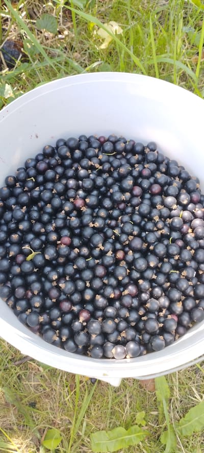 A bucket of blackcurrants is placed on the grass. The bucket is white and is filled to the brim with ripe blackcurrants. Some of the berries have small stems attached. The grass is green and appears to be in a rural setting, possibly a garden or field. The background is blurred but suggests a natural environment with sunlight filtering through. The image appears to be taken from above, looking down into the bucket. The location is Абухаўскі сельскі Савет, Belarus.