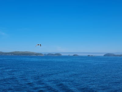 A bird is in flight over a body of water, with several islands in the background. The sky is clear and blue, suggesting a sunny day. The water is a deep blue, with small waves rippling on its surface. The islands are covered in green trees and shrubs, and appear to be uninhabited. The overall mood of the image is peaceful and serene. The time of day appears to be mid-day, given the bright sunlight. There is no visible text in the image.