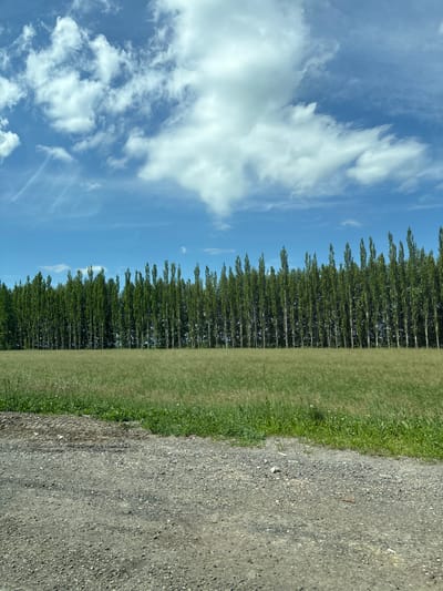 The image depicts a rural landscape under a bright blue sky with scattered white clouds. In the foreground, a dirt and gravel path runs horizontally, transitioning into a field of tall, green grass. Behind the grass, a dense row of tall, slender green trees stands in a uniform line, forming a natural screen. The trees are evenly spaced and reach a considerable height, creating a strong vertical element in the composition. The overall impression is one of a serene, natural setting, possibly on the outskirts of a rural area like Aleksandrovka, Russia, given the context provided. There are no people or animals visible in the image. The environment suggests a sunny day, likely in the warmer months, with a focus on agricultural or natural land.