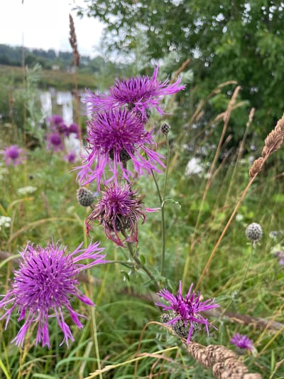 A medium shot captures a close-up view of wild purple flowers with spiky petals, set against a blurred background of green foliage, reeds, and a body of water, suggesting a natural setting. The flowers are in various stages of bloom, with some appearing fully open and others in bud or wilted. The foreground features several of these purple flowers, one of which is prominently displayed in the lower-left corner of the frame, its petals fanning out like a starburst. Behind it, other flowers and seed heads are visible, some in sharper focus than others. The environment appears to be a meadow or a field adjacent to a river or lake, with the distant bank lined with trees. The lighting is overcast, creating a soft, diffused light that highlights the textures and colors of the flora. There are no people or animals visible in the scene. The overall impression is one of natural beauty and tranquility, characteristic of a rural landscape.