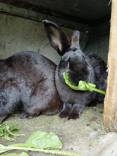 Two black rabbits are in an outdoor enclosure. One rabbit is facing forward and eating a large green leaf. The other rabbit is mostly out of frame, facing left. The enclosure appears to be made of wood and has a wire mesh wall. The ground is covered with hay and some scattered green leaves.