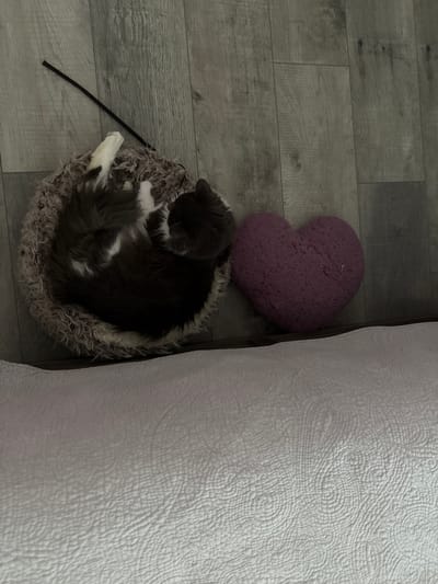 A domestic short-haired cat with grey and white fur is curled up asleep in a round, fluffy pet bed. Next to the pet bed is a plush, purple, heart-shaped pillow. The objects are situated on a light grey wood-plank floor. In the foreground, a textured white blanket or comforter is visible. The scene appears to be indoors, likely in a residential setting within Bellmore, United States of America.