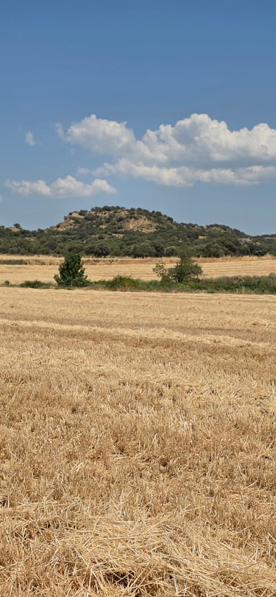 This media file depicts a rural landscape in Angüés, Spain, under a clear blue sky with scattered white clouds. The scene is dominated by a recently harvested wheat field, characterized by rows of dry, golden stubble. To the left of the field, a rugged hillside is covered with dense, dark green vegetation, possibly olive trees, with some rocky outcrops visible.

A few scattered trees dot the landscape, breaking the uniformity of the field and the hillside. One tree, with a gnarled trunk and sparse foliage, stands prominently in the middle ground, between the field and the hill. The sunlight suggests it is daytime, likely late morning or early afternoon, given the brightness and the shadows cast. The overall impression is one of a warm, dry, Mediterranean climate. There is no visible text or any people or specific objects other than the natural elements and agricultural remnants. The composition, with the vast expanse of the field and the imposing hillside under the expansive sky, evokes a sense of peacefulness and rustic beauty.