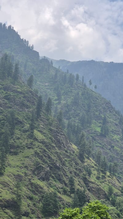 This is a vertical, medium-shot, eye-level, natural light photograph of a steep, forested mountainside in the city of Shila, India. The mountainside is covered in dense green vegetation, including numerous pine trees of varying sizes. The terrain is rocky and uneven, with some exposed grey rock faces interspersed with the greenery. In the distance, higher mountain ranges are visible, shrouded in a light haze. The sky above is partly cloudy with soft white clouds against a light grey background, suggesting a possibly overcast or misty day. There are no people or man-made structures immediately apparent in the foreground or on the mountainside itself, although a small building or structure may be faintly visible higher up on the slope in the background, partially obscured by the trees and haze. The overall impression is one of a rugged, natural, and remote mountain landscape.