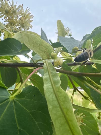 In Biczyce Dolne, Poland, a close-up, low-angle shot captures a bee in mid-flight, its fuzzy body distinct against a backdrop of green leaves and pale flowers. The bee is positioned on the right side of the frame, with its legs extended as it hovers near a branch. The leaves are a vibrant green, some appearing fresh and others showing slight signs of age. Several small, pale yellow flowers with delicate petals and brown centers are visible, some in focus and others blurred. Green, elongated seed pods are also present among the foliage. The background is a soft, hazy expanse of sky, suggesting an overcast or cloudy day. The overall impression is a snapshot of nature in motion, focusing on the pollination process.