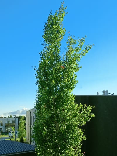 A tall, slender deciduous tree with bright green leaves stands prominently in the foreground, reaching towards a clear, bright blue sky. To the right, a dark, flat-roofed building, likely a commercial or industrial structure, occupies the mid-ground. In the background, several modern, multi-story residential buildings with white facades and dark window frames are visible. A street with parked cars, including a white van and a light-colored car, is situated between these buildings. Further in the distance, more trees and a hint of clouds are present. The scene appears to be set in an urban or suburban environment, possibly in the city of Peetri alevik, Estonia, during daytime.