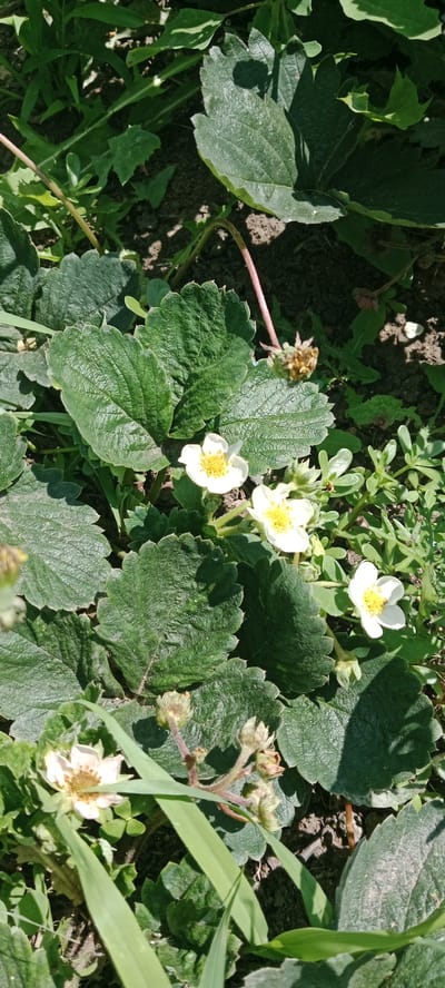 The image displays a close-up view of strawberry plants growing outdoors. Several large, dark green, serrated leaves are prominent. There are at least four white, five-petaled flowers with yellow centers visible, indicating the plants are in bloom. Some developing flower buds and small, underdeveloped fruits are also present. The plants are growing in dark soil with scattered dry leaves and other green ground cover. The lighting suggests it is daytime, with shadows cast by the leaves. The scene appears to be a garden or natural setting within Январцев ауылдық округі, Kazakhstan, based on the provided context. There are no people or animals visible in the image.