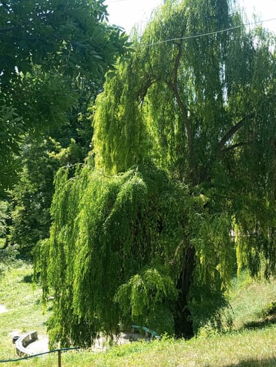 The image depicts a park scene in Oleksandriia, Ukraine, bathed in bright sunlight, suggesting a clear, warm day. The dominant subject is a large weeping willow tree with lush green foliage, its branches cascading downwards, creating a dense canopy. In the background, other trees and green vegetation create a natural, verdant setting.
In the lower left of the image, a curved, concrete bench is partially visible, indicating a recreational area. There are no people visible in the frame, suggesting the park is either empty or the individuals are out of shot. The overall mood is peaceful and serene, emphasizing the natural beauty of the park. The time of day appears to be midday or early afternoon, given the bright, direct sunlight casting shadows. There is no visible text in the image.