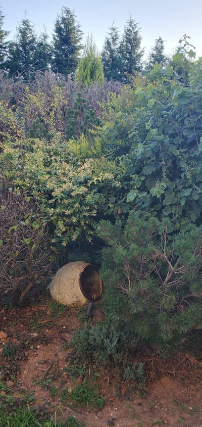 The image displays a collection of greenery and an old, weathered amphora pot sitting on the ground. The scene is outdoors, with a variety of plants including coniferous trees, leafy bushes, and some smaller plants with delicate flowers. The ground appears to be a mix of soil and dry leaves, with some patches of green grass. The amphora is a large, beige pot with a wide opening and a textured surface, suggesting it is made of clay and has been exposed to the elements for some time. It is partially filled with what appears to be water. To the right of the pot, a small, black outdoor light fixture is visible. The overall impression is one of a natural, perhaps slightly overgrown, garden or outdoor space. The lighting suggests it could be daytime, with the sky being a pale, overcast color. There are no people visible in the image. The location context of Pantelimonas, Greece, evokes a Mediterranean atmosphere, which is consistent with the plant types and the rustic pot. No text is visible in the image.