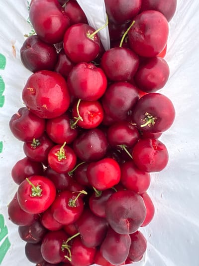 This media file shows a close-up, overhead view of a large pile of ripe cherries. The cherries are a deep red color, with some appearing slightly darker or purpler. They are round and plump, with a glossy sheen, indicating they are fresh and possibly wet. Many of the cherries have their stems still attached, which are thin and green. The cherries are piled loosely in a white or translucent bag, with the top of the bag visible in the background, creating a soft, diffused light. The overall impression is one of abundance and freshness, suggesting a recent harvest or market display. There are no people visible in the image. The context of Higüey, Dominican Republic, suggests this could be a local fruit market or a home setting where fresh produce is being prepared or stored. The lighting does not clearly indicate a specific time of day or weather conditions, but the diffused light suggests it might be overcast or indoors. There is no visible text in the image.