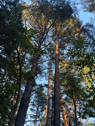 This is a low-angle, full-shot photograph taken from the ground looking upwards into a forest canopy. The scene is dominated by tall pine trees, their rough, textured bark visible. Sunlight filters through the branches, illuminating some areas with a warm, golden glow, while others remain in shadow. The sky is a clear, light blue, visible through the gaps in the foliage. The overall impression is one of a dense, verdant forest, with the sunlight creating a dappled effect on the leaves and branches. There are no people or man-made objects visible in the frame. The location is specified as Кременье, Russia.
