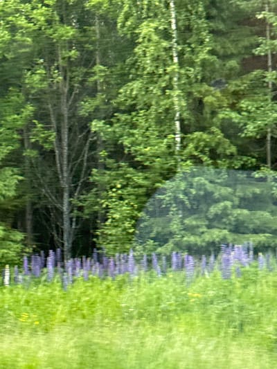 This is a vertical, medium-shot, motion-blurred photograph of a field of purple lupine flowers in Gari, Russia. The flowers are in the foreground, with trees and foliage in the background. The image is taken from a moving vehicle, as evidenced by the streaks of light and motion blur. The lupine flowers are a vibrant purple, and they are clustered together in tall spikes. The trees in the background are green and lush, and they are spaced closely together. The sky is not visible in the image. The overall impression of the image is one of natural beauty and serenity.