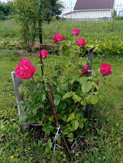 The image shows a rose bush with several vibrant pink roses in bloom, set against a backdrop of a green lawn, a wire fence, and a residential building. The rose bush is supported by wooden stakes and tied with white string. In the foreground, a small yellow wildflower is visible. The environment suggests a garden or backyard setting in a residential area. The sky is overcast, indicating a cloudy day. There are no people or animals present in the image. The location is identified as Doschatoye, Russia.