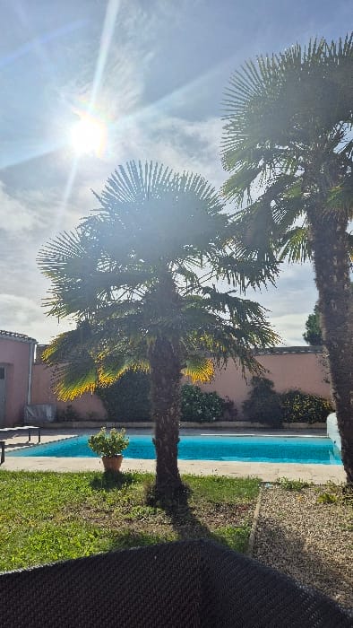 The scene depicts an outdoor residential or leisure area in Châtelaillon-Plage, France, under a bright sky with scattered clouds. A prominent sun in the upper left generates significant lens flare across the image.
Two palm trees with thick, textured trunks and fan-shaped green fronds are centrally positioned. The central palm tree's lower fronds exhibit a vivid yellow-green illumination from the direct sunlight. To the right, a second palm tree's trunk and fronds are partially visible.
In the mid-ground, a rectangular swimming pool with clear, blue water is visible, surrounded by a light-colored paved border. A single brown potted plant containing green foliage stands beside the pool, positioned to the left of the central palm tree. Two light-colored outdoor benches are partially visible along the pool's edge on the far left.
The background features a continuous light peach-colored wall, which is largely obscured at its base by various green shrubs and climbing vines. A building with a section of a reddish-brown tiled roof is partially visible on the far left background.
The immediate foreground includes a dark, woven textured surface, consistent with the back of an outdoor chair, positioned in the bottom left. The ground consists of green grass on the left and a gravel bed on the right. No individuals or animals are present in the scene.