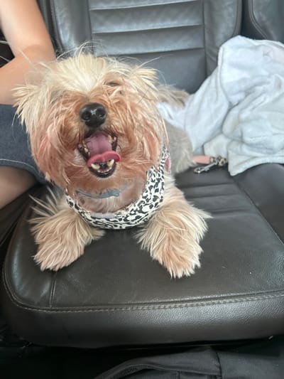 A small, light-colored dog with shaggy fur and a black nose is lying on a dark leather car seat, its mouth open and tongue hanging out. It is wearing a bandana with a black and white leopard print pattern. A white towel is visible behind the dog on the seat, and a person's arm, wearing a denim sleeve, is on the left side of the image. The scene appears to be inside a car, possibly in the city of Voivodino, Bulgaria, though the specific location cannot be definitively confirmed from the image alone.