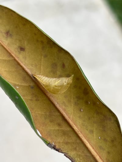 The image shows a tan pupa attached to the top side of a decaying leaf. The leaf is brown, with a green edge and a prominent central vein. The pupa is translucent and located off-center on the left side of the leaf, near the central vein. There are some small white specks on the leaf surface. The background is blurry and white. The location, La Gloria, Mexico, is not discernible from the image.