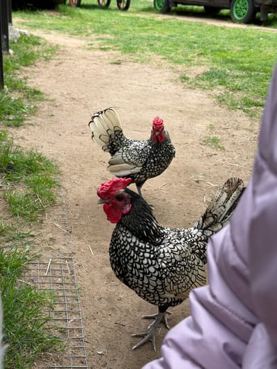 The image shows two Sebright chickens on a dirt and grass surface. The chickens have black and white patterned feathers, with red combs and wattles. A section of wire fencing is visible near the chickens. The location is Ķekava, Latvia. Part of a lilac-colored garment is visible in the upper right portion of the frame. A wagon with green wheels is in the background to the left.