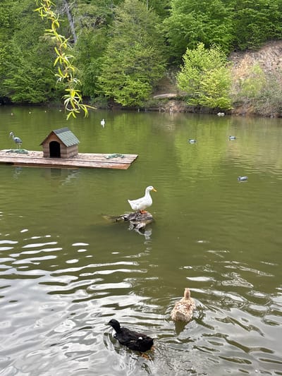 The image presents a view of a pond or lake. The body of water is surrounded by greenery, with trees lining the bank. There is a small wooden structure with a birdhouse on a floating platform. Several ducks are either swimming in the water or standing on objects within the pond. The water has a greenish hue, and there are reflections on the surface. The location is unknown and not in Armenia.