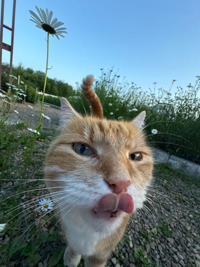 A close-up, low-angle shot captures an orange tabby cat in an outdoor setting. The cat's face is dominant in the foreground, with its tongue extended, licking its nose. White whiskers are prominent against its ginger fur. The background consists of a gravel path, green grass, and several white daisies, some of which are blurred due to the shallow depth of field. A tall daisy with a small insect on its petal stands to the left of the cat. In the distance, a line of green trees under a clear blue sky can be seen. There is a hint of a metal structure on the far left. The scene appears to be a garden or natural area, potentially in Razdolnoye, Russia, given the context.