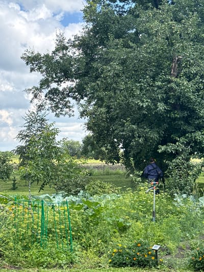 A person wearing a dark blue jacket and yellow ear protection is working in a garden in Bolsheozerki, Russia. The garden is lush with various plants, including large leafy vegetables and smaller flowering plants with yellow and orange blooms. A green metal structure, possibly a support for plants, is visible in the foreground. In the background, large trees dominate the scene, with one particularly dense tree casting shade over the person. The sky is partly cloudy with a mix of white clouds and blue sky. A garden hose and a small solar-powered light are also present in the garden.