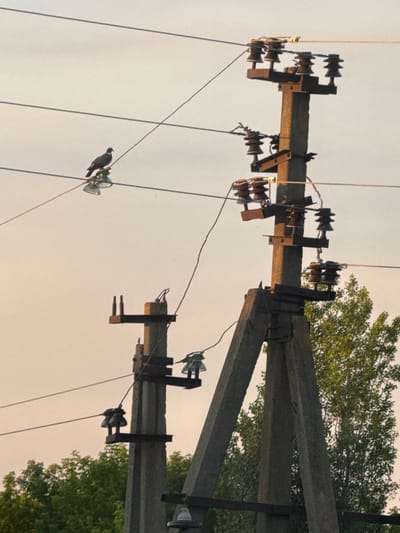 The image shows a close-up of utility poles with electrical insulators and wires against a light sky. In the foreground, a bird is perched on a wire near a glass insulator. The utility poles are constructed of concrete and are angled, suggesting a rural or semi-rural setting. Metal brackets are attached to the poles, supporting the insulators and wiring. The overall scene is dominated by the infrastructure of power transmission. The lighting suggests it may be late afternoon or early morning, with a soft, diffused light. The background is a light, hazy sky with the tops of green trees visible in the upper right and lower right portions of the image. The image is devoid of any people or text.