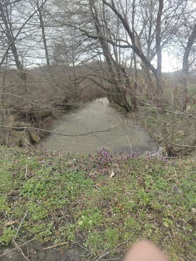 The image depicts a natural riparian landscape in Bojevtsi, Bulgaria, likely during late winter or early spring. A moderately flowing river, characterized by murky, greenish-brown water, occupies the central portion of the scene, receding into the background. The riverbanks are heavily wooded with numerous bare deciduous trees, displaying intricate networks of branches against an overcast, light gray sky. Some branches exhibit reddish-brown catkins or buds. The immediate foreground shows an area of mixed green ground cover, dry grass, and patches of bare soil. Several clusters of small, purple, tubular flowers, consistent with Dead-nettle (Lamium purpureum), are visible along the river's edge. Distant hills, also largely deforested or covered with bare trees, are discernible through the tree canopy in the background. A blurred human finger partially obstructs the lower right corner of the frame. No people or specific actions are observed within the scene.