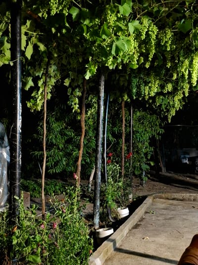 In Tenevo, Bulgaria, an outdoor scene at night is captured, featuring a lush canopy of grapevines heavy with unripe green grapes, supported by dark, vertical posts and wooden stakes. Beneath the vines, a dense green bush is visible, with two vibrant red roses blooming in the foreground. Small flowering plants with pink blossoms are also present, growing in the earthy ground. To the right, a concrete patio area is illuminated, and a dark, indistinct object is partially visible in the lower right corner. The background is predominantly dark, suggesting a night setting, with additional greenery and structures obscured by shadow.