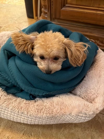 This indoor forensic scene, located within a domestic residence in Shchelkovo, Russia, depicts a small canine subject. The animal, exhibiting light brown or tan curly fur, consistent with a poodle or poodle-mix breed, is horizontally oriented in a state of rest. Its body is enveloped within a teal-colored fleece blanket, with only its head, including its dark eyes and floppy ears, exposed. The canine is positioned inside a plush pet bed, which features a light beige or cream-colored shaggy interior and a light-colored, possibly white or off-white, textured, ribbed exterior rim. The pet bed rests on a light brown floor surface, appearing to be tiled. In the blurred background, a segment of dark wooden furniture with carved details is visible. No human subjects or direct interactions are present in the frame. The lighting suggests an interior artificial source.