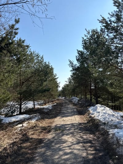 This image presents an unpaved road or path traversing a forested area within the vicinity of the city of Voksherino, Russia. The scene is depicted under a clear, bright blue sky, characteristic of late winter or early spring conditions. The path, appearing to be dirt or gravel, extends linearly into the background, illuminated by strong daylight that casts defined shadows from the surrounding trees onto its surface. Dense rows of tall, dark green pine trees line both sides of the path. Remnants of melting snow, heavily commingled with dirt, brown foliage, and organic debris, form irregular piles and patches along the path's edges, more prominently on the right. Exposed ground areas reveal dry, matted grass and soil. Bare branches of deciduous trees are visible against the sky in the upper left. No individuals, animals, or discernible human activity are observed within the frame.