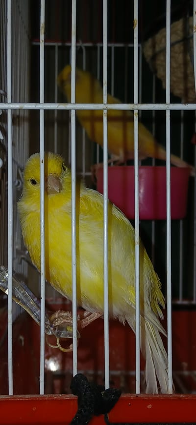 A close-up shot focuses on a bright yellow canary perched inside a white metal birdcage. The canary is positioned towards the front of the cage, with its head turned slightly to the left, looking directly at the viewer. Its feathers are fluffy, and its beak is light brown. Behind the foreground canary, another yellow canary is visible, slightly out of focus and further back in the cage. A bright pink food or water dish is also present within the cage, behind the foreground bird. The cage bars are prominent and create a grid-like pattern over the scene. The background is dark, with hints of what appears to be nesting material or bedding. The image captures a moment of stillness, with the canary seemingly posing for the camera. There is no indication of the location being Charshanba, Uzbekistan.