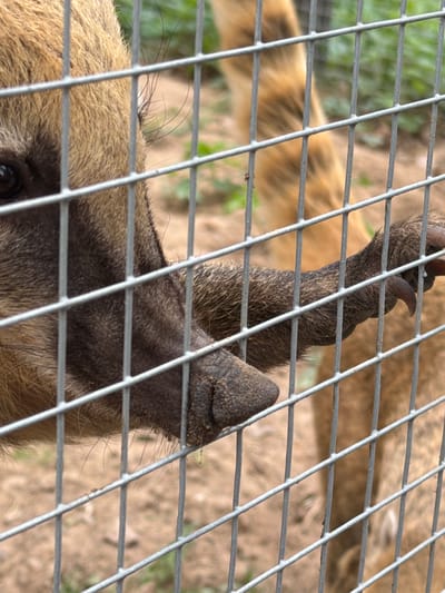 A close-up, slightly blurred image shows a brown, furry animal, possibly a coati, behind a metal wire fence. The animal's head, one eye visible, and a raised paw with visible claws are pressed against the fence. The background shows blurred ground and some vegetation. The location is Ķekava, Latvia.