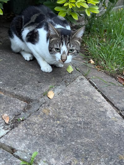 A tabby and white cat is crouched on a concrete path, looking towards the camera. The cat has green eyes and a white chest and paws. Its fur is a mix of black, gray, and white. Behind the cat, there is green grass and some foliage. The scene appears to be in a garden or yard. The specific location in Kennington, United Kingdom is not discernible from the image.