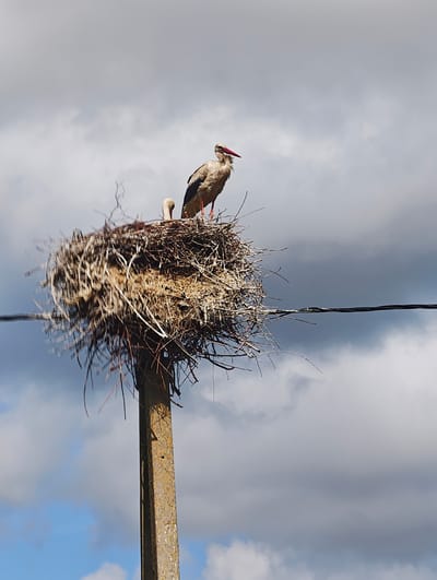 This media file captures a close-up view of two white storks and their large nest, situated atop a rusty utility pole against a cloudy sky.
The main subjects are two adult white storks. One stork stands prominently on the right side of the nest, facing right with its head slightly turned, revealing its distinctive long red beak and red legs. Its white plumage and dark flight feathers are visible. Another stork is partially visible on the left side of the nest, with its head lowered, suggesting it might be resting or attending to something within the nest. The nest itself is a massive, intricate structure built from numerous branches, twigs, and other natural debris, demonstrating its substantial size and robust construction.
The nest is positioned high on a tall, square-sectioned utility pole, which shows considerable rust and wear, indicating its age and exposure to the elements. A thick black power line or cable runs horizontally across the middle-right of the frame, passing near the utility pole. The setting is outdoors, under an overcast sky featuring dramatic, heavy grey clouds interspersed with hints of brighter blue sky, particularly towards the lower left corner. The lighting suggests it is daytime.
The activity depicted is the storks occupying their nest, likely resting or maintaining a watchful presence. The image provides a glimpse into the natural behavior of these birds in an environment that bridges natural nesting habits with human infrastructure, characteristic of locations like Путрышкаўскі сельскі Савет, Belarus. There is no visible text in the image.